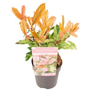 NatureNest Azalea StarStyle - Set van 6 - Rijkbloeiende Rhododendron voor Tuin en Pot