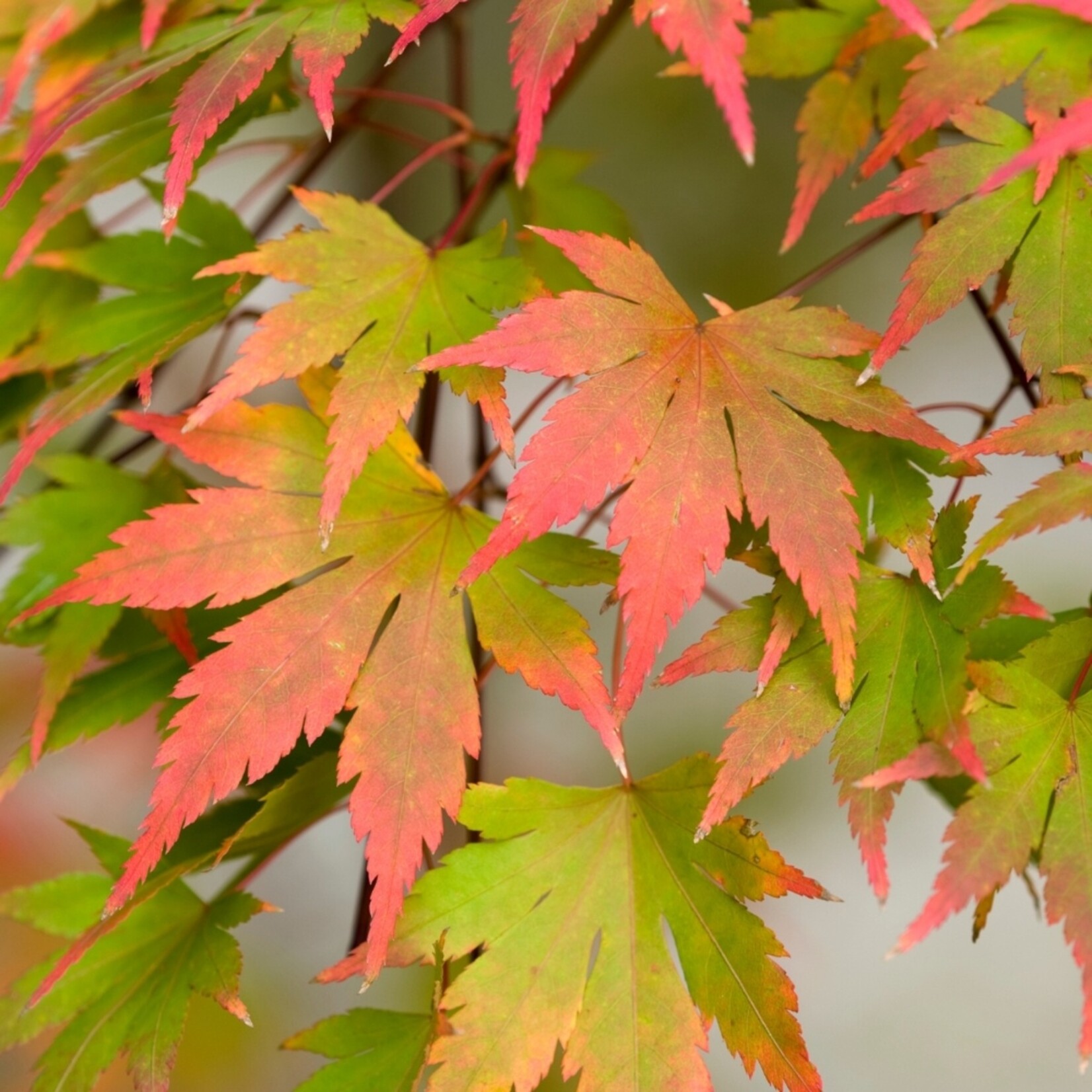 NatureNest Japanse Esdoorn Kleuren Mix - Set van 4 Japanse Esdoorns - Acer Palmatum - Bonte Bladkleuren