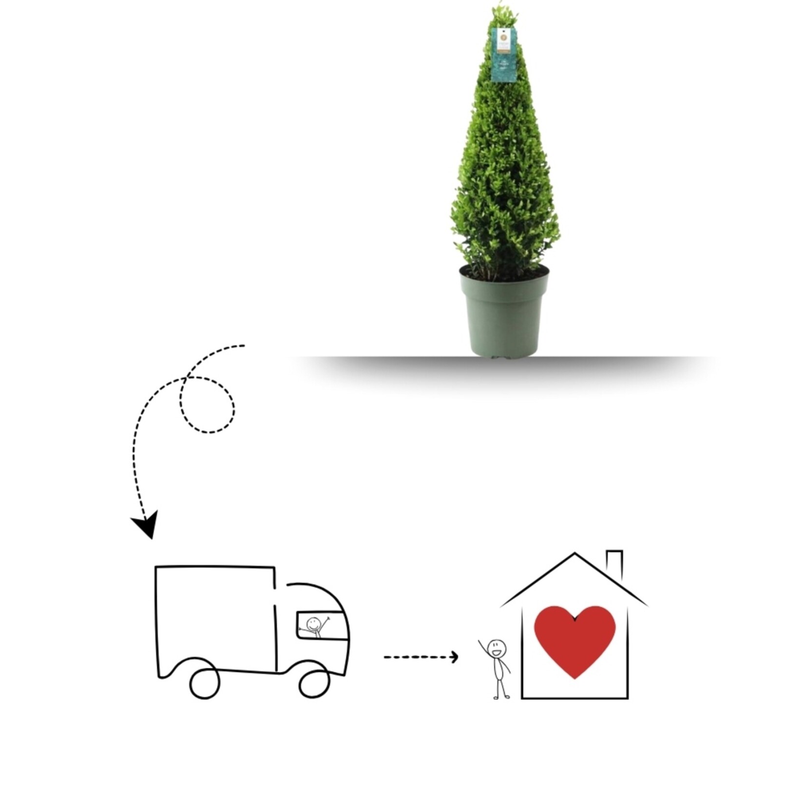 NatureNest Japanse Hulst - Ilex Crenata Jenny - Sierlijke Tuinplant voor Border – Piramide