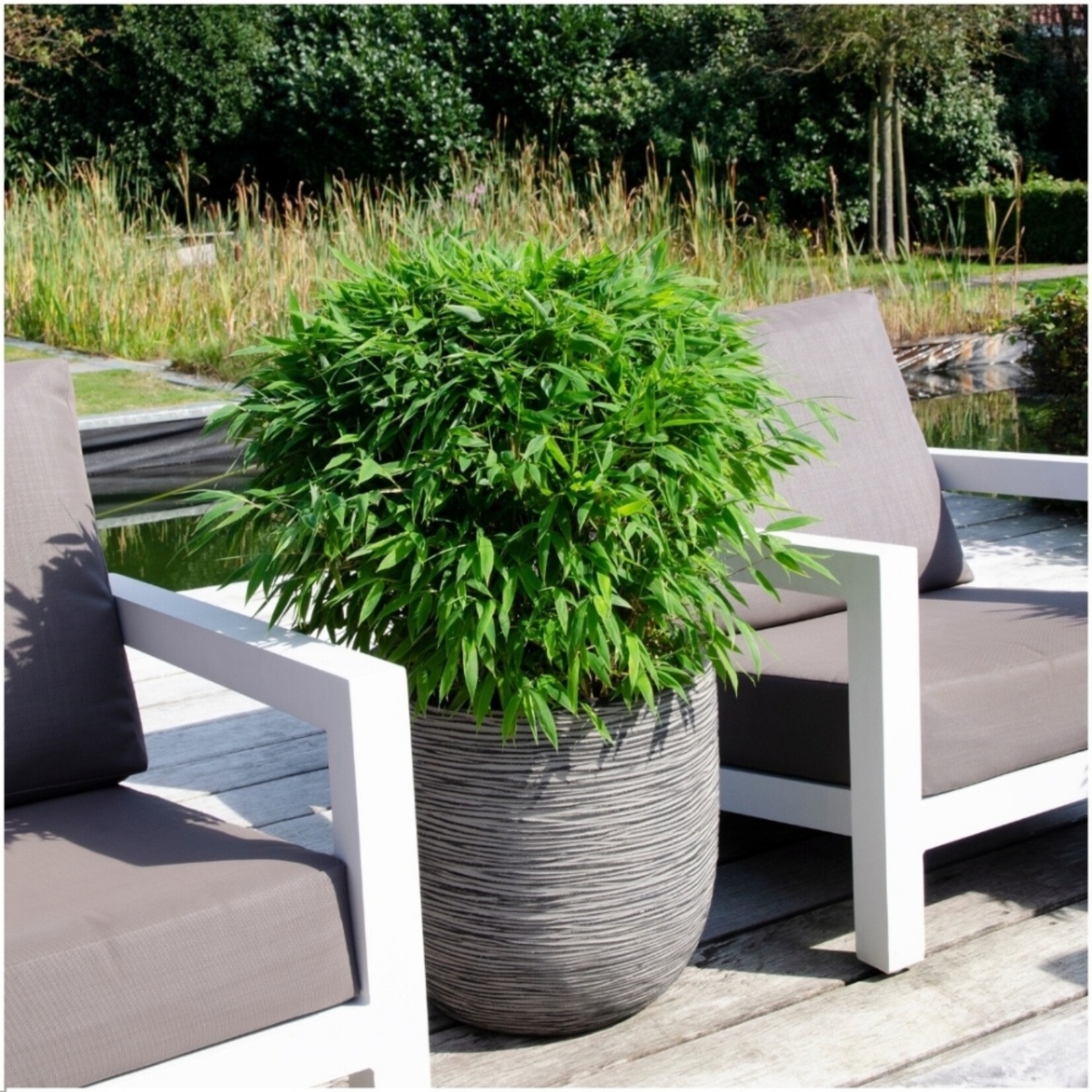 NatureNest Bamboe Plant XL - Fargesia Moontears Boobux - Niet-Woekerende Bamboe
