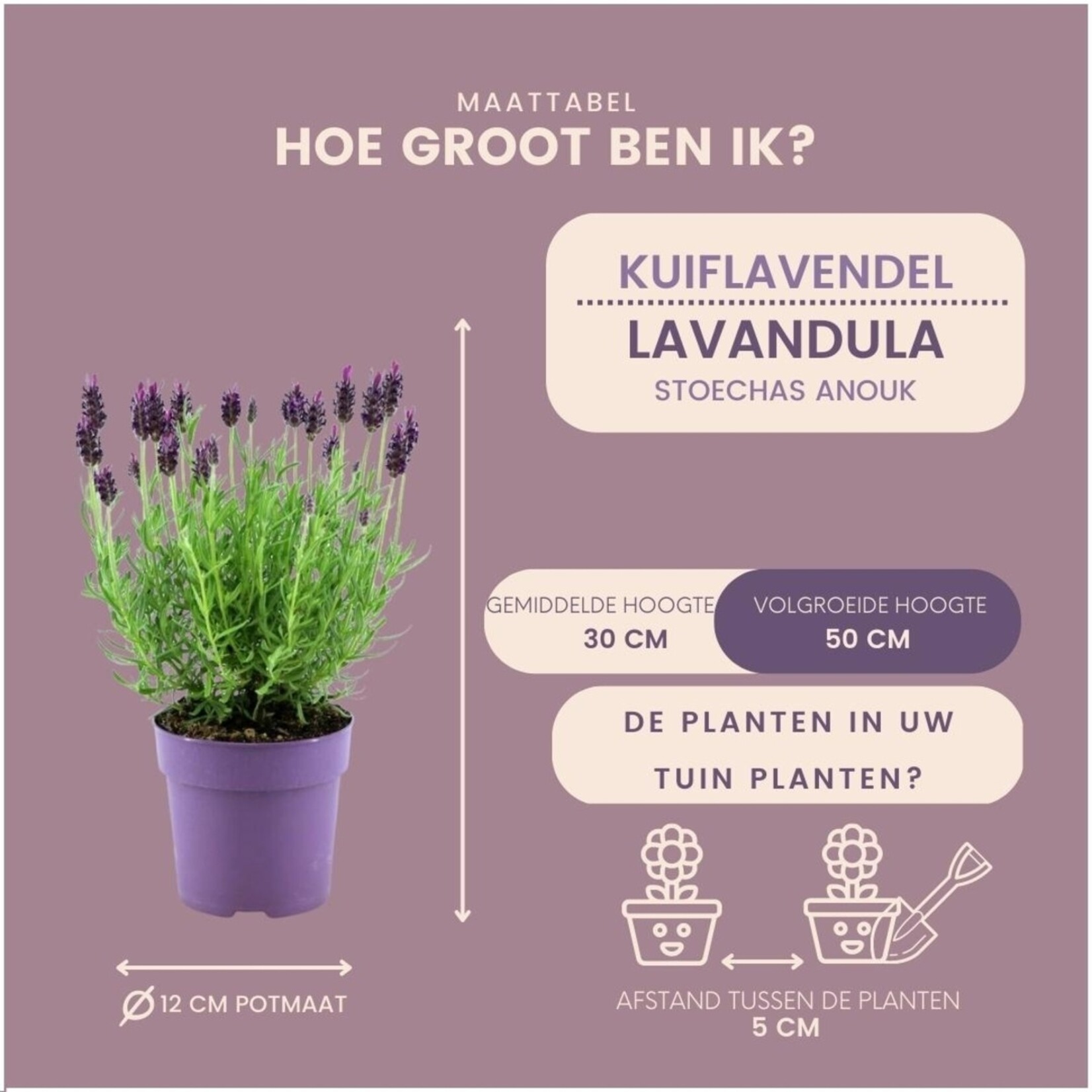 NatureNest Franse lavendel planten (bloeiend) - Set van 6