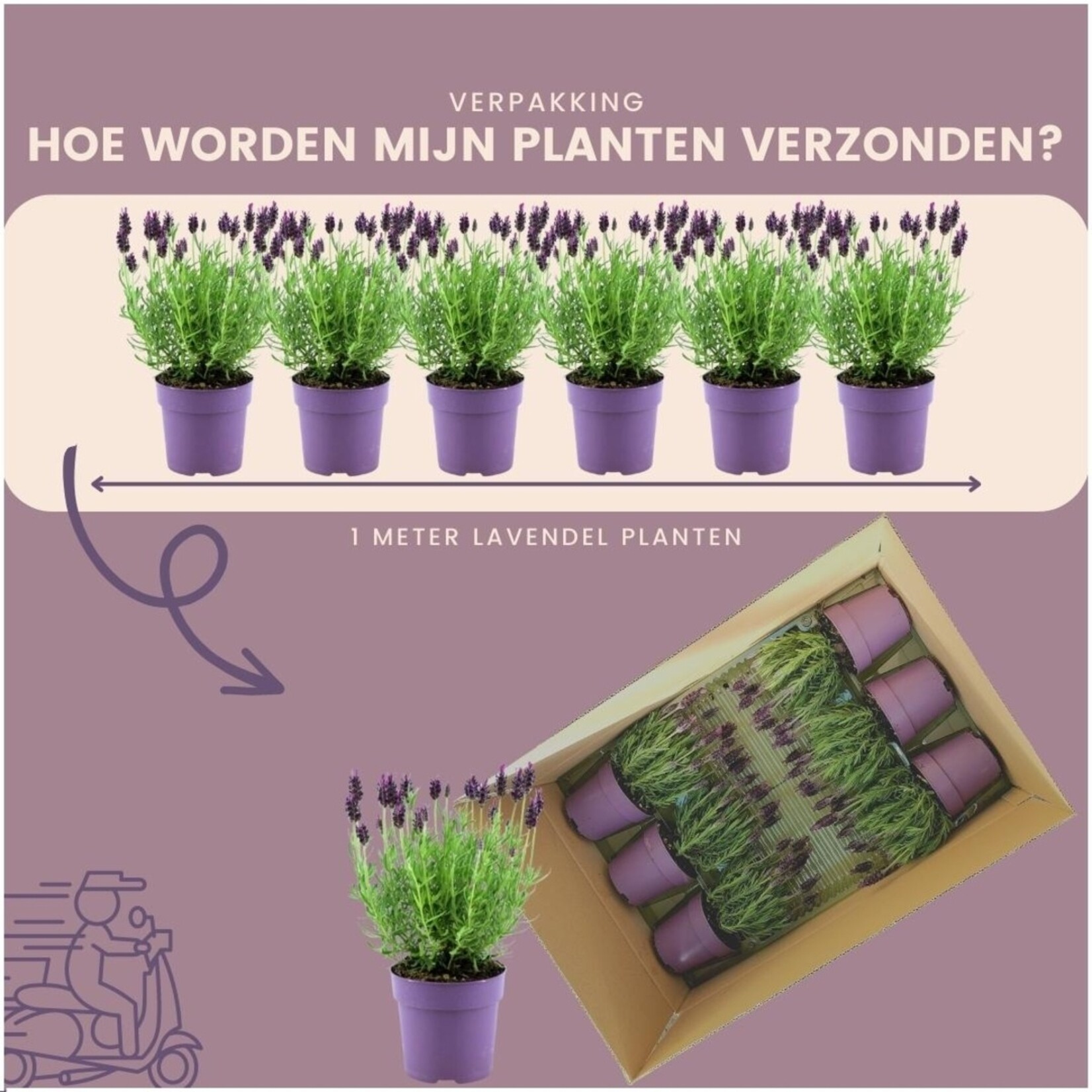 NatureNest Franse lavendel planten (bloeiend) - Set van 6