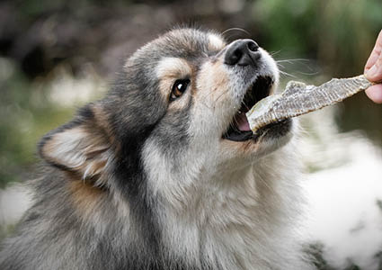 Een hond die een gedroogde vis aanneemt als beloning