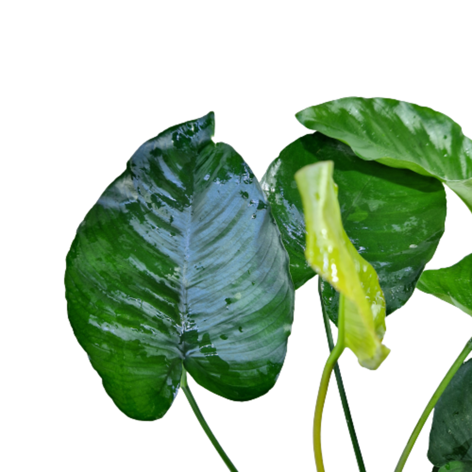 Anubias Barteri Moederplant