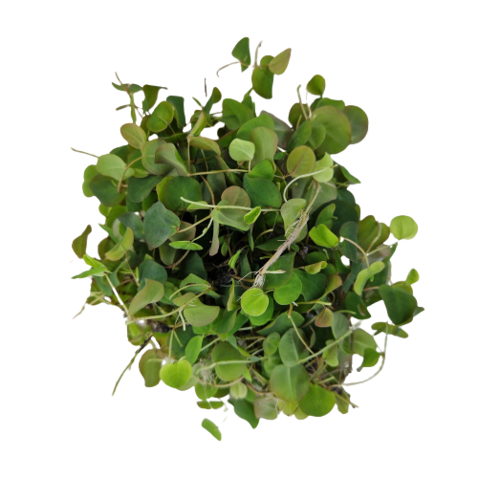 Drijfplanten Phyllanthus fluitans