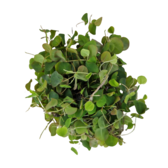 Drijfplanten Phyllanthus fluitans