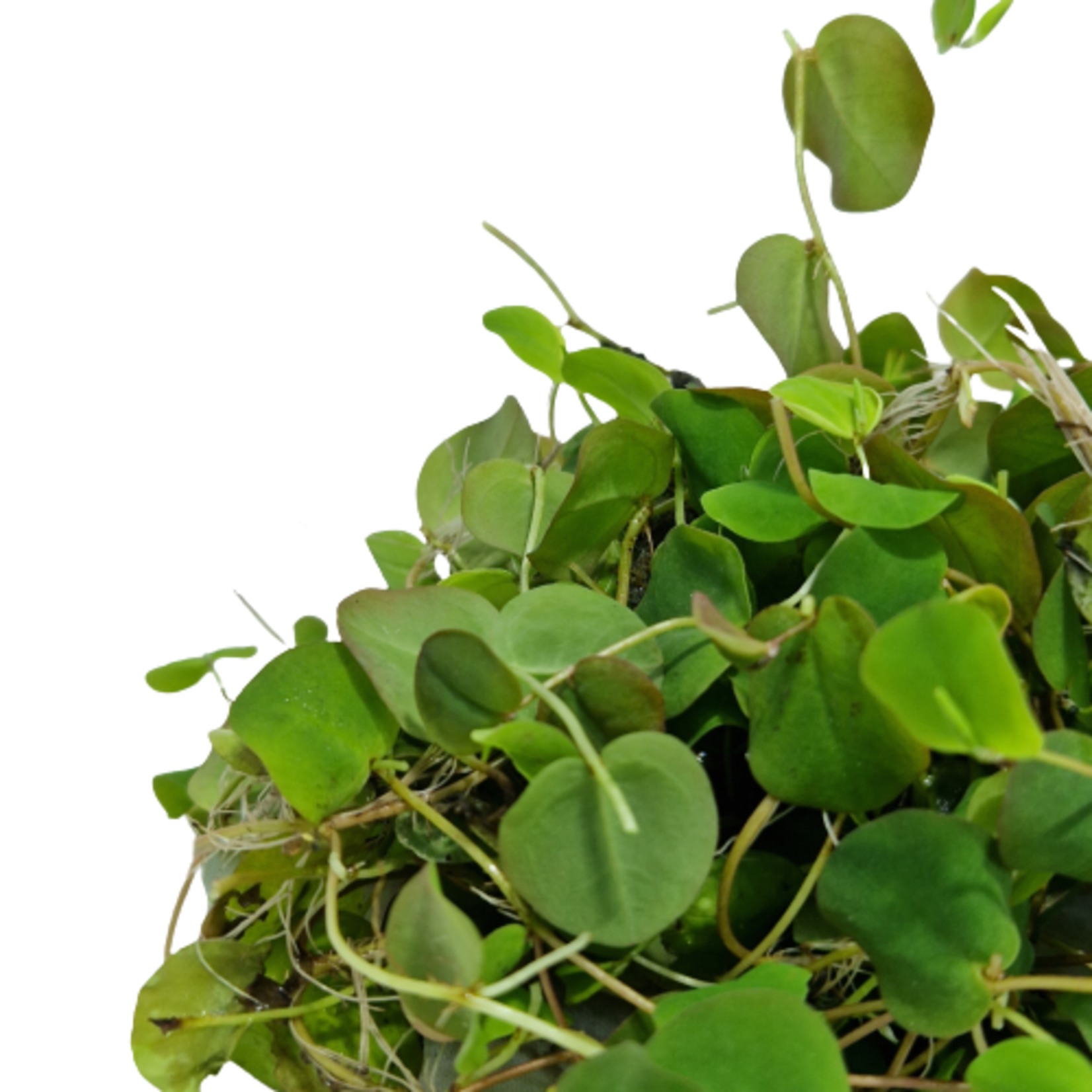 Drijfplanten Phyllanthus fluitans