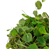 Drijfplanten Phyllanthus fluitans