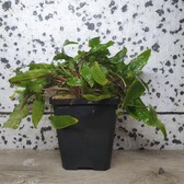 Moederplanten Cryptocoryne Wendtii groen Moederplant