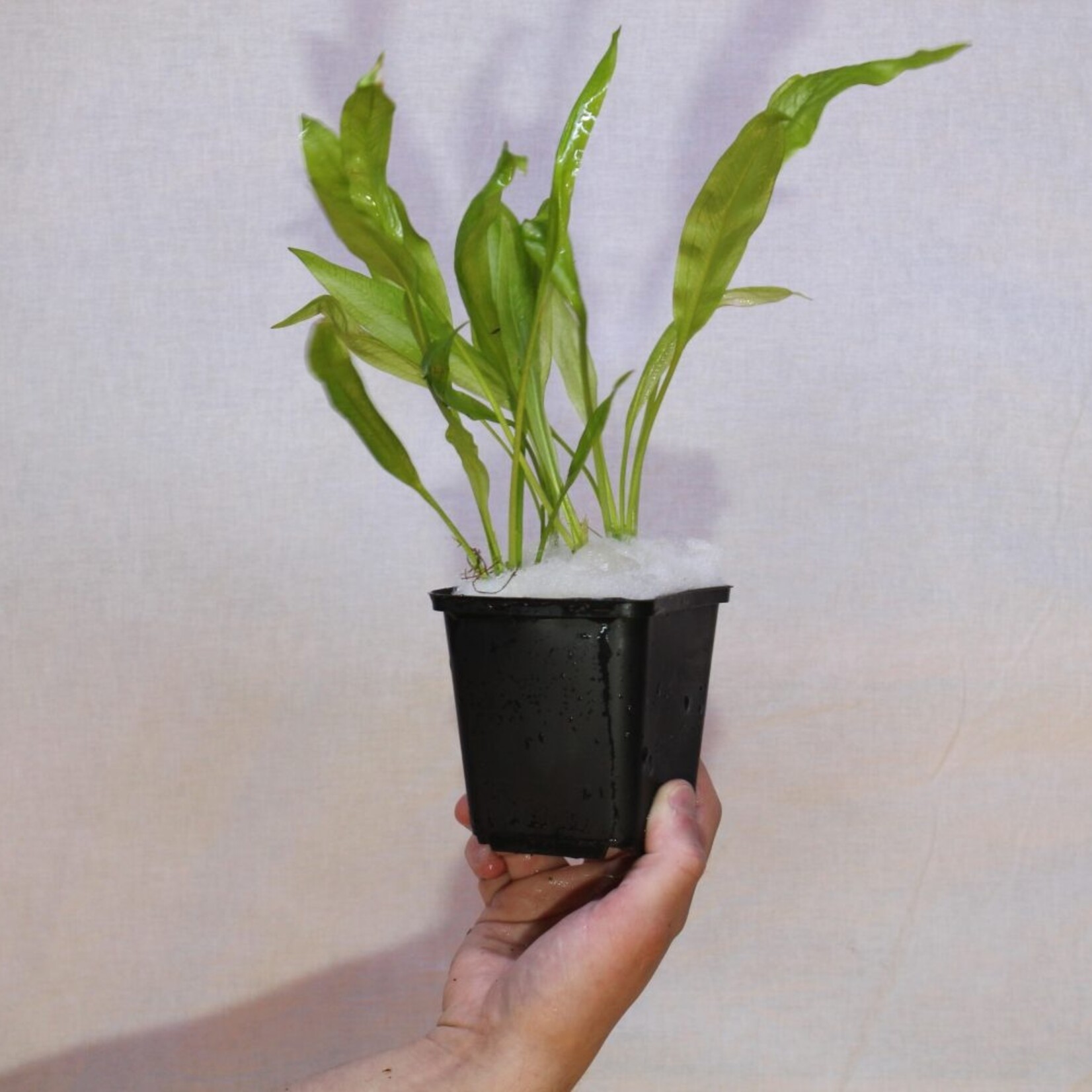 Echinodorus Bleheri Moederplant