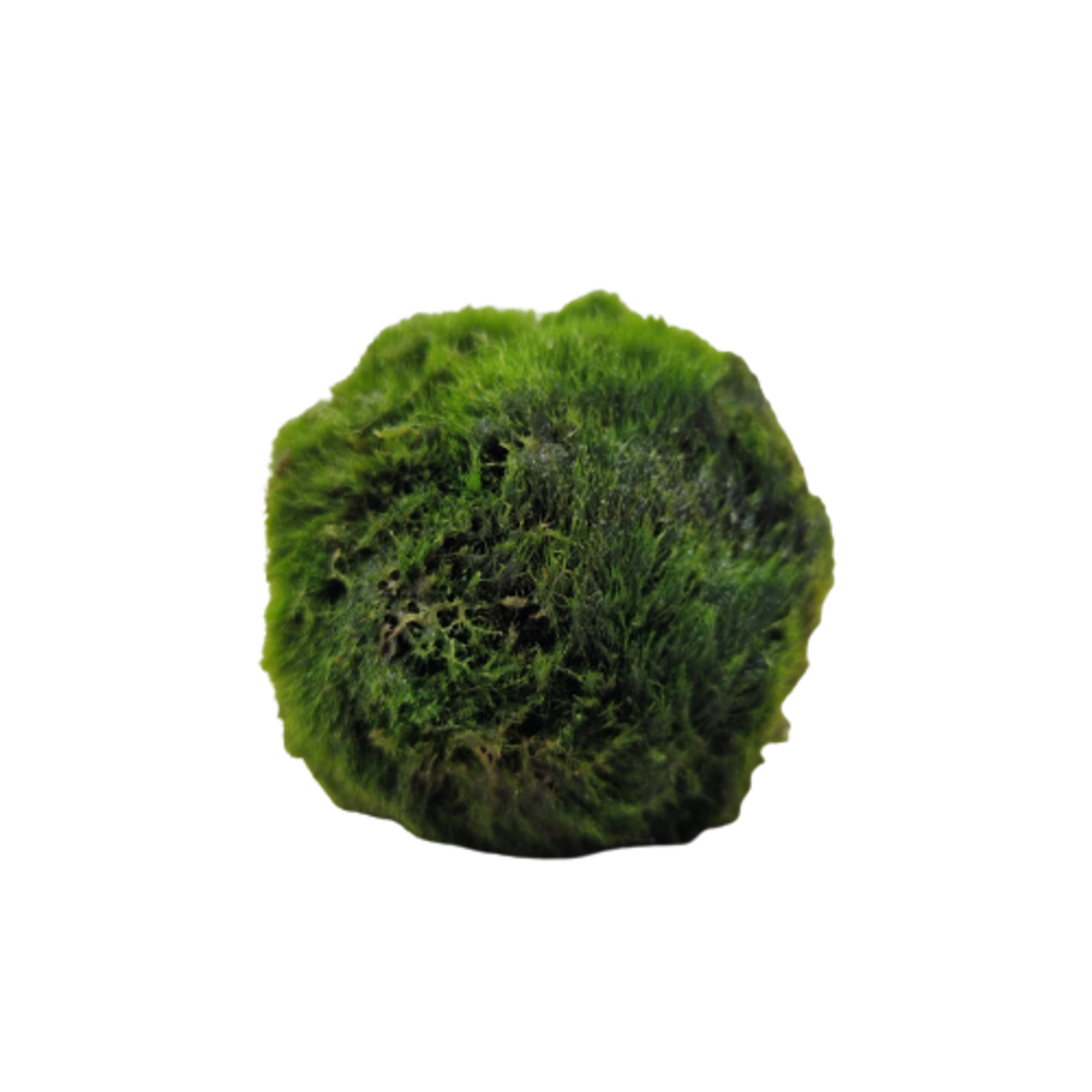 Mossen Cladophora Aegagropila Mosbal