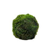 Mossen Cladophora Aegagropila Mosbal