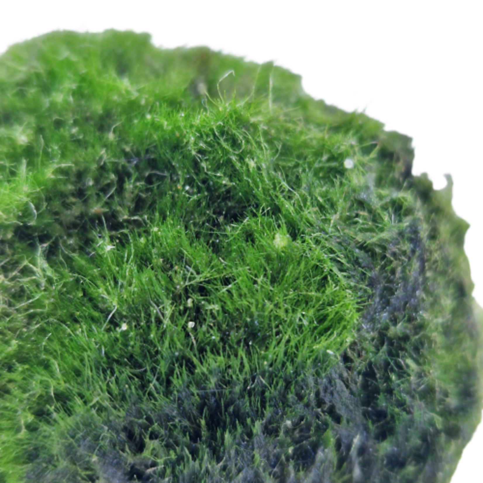 Mossen Cladophora Aegagropila Mosbal