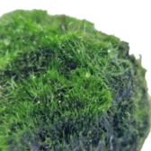Mossen Cladophora Aegagropila Mosbal