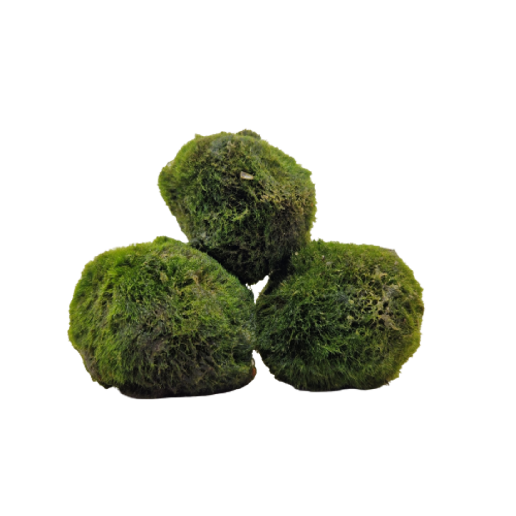 Mossen Cladophora Aegagropila Mosbal