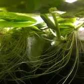 Drijfplanten Limnobium laevigatum