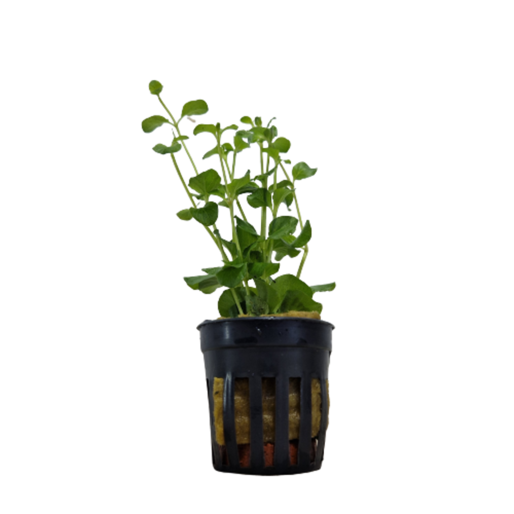 Pot planten Lysimachia Nummularia