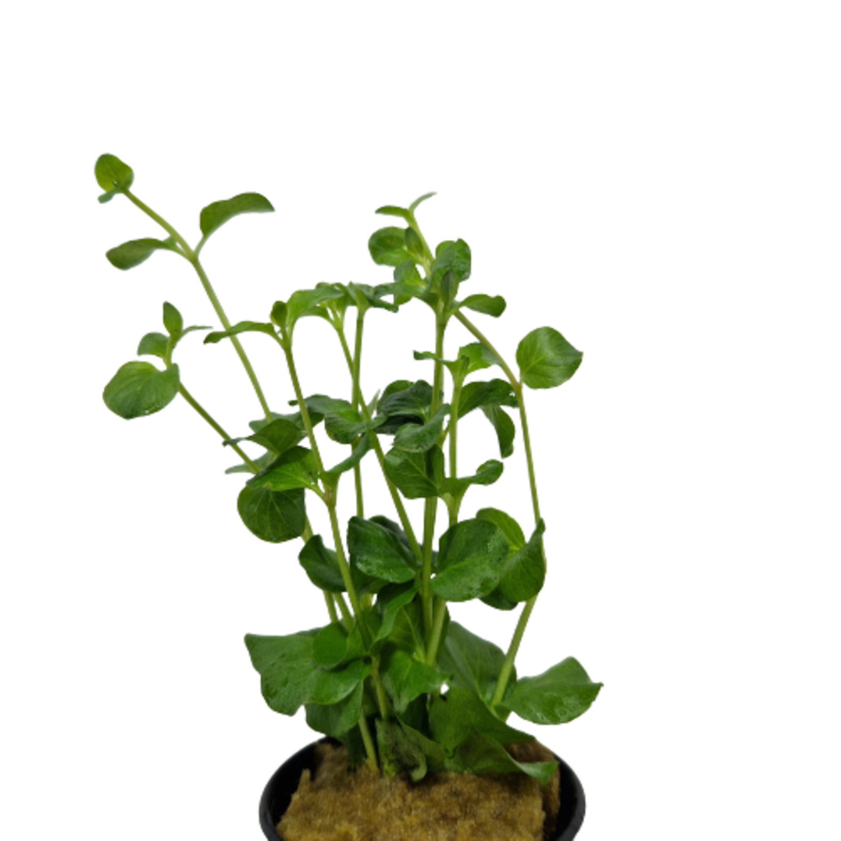 Pot planten Lysimachia Nummularia