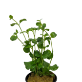 Pot planten Lysimachia Nummularia