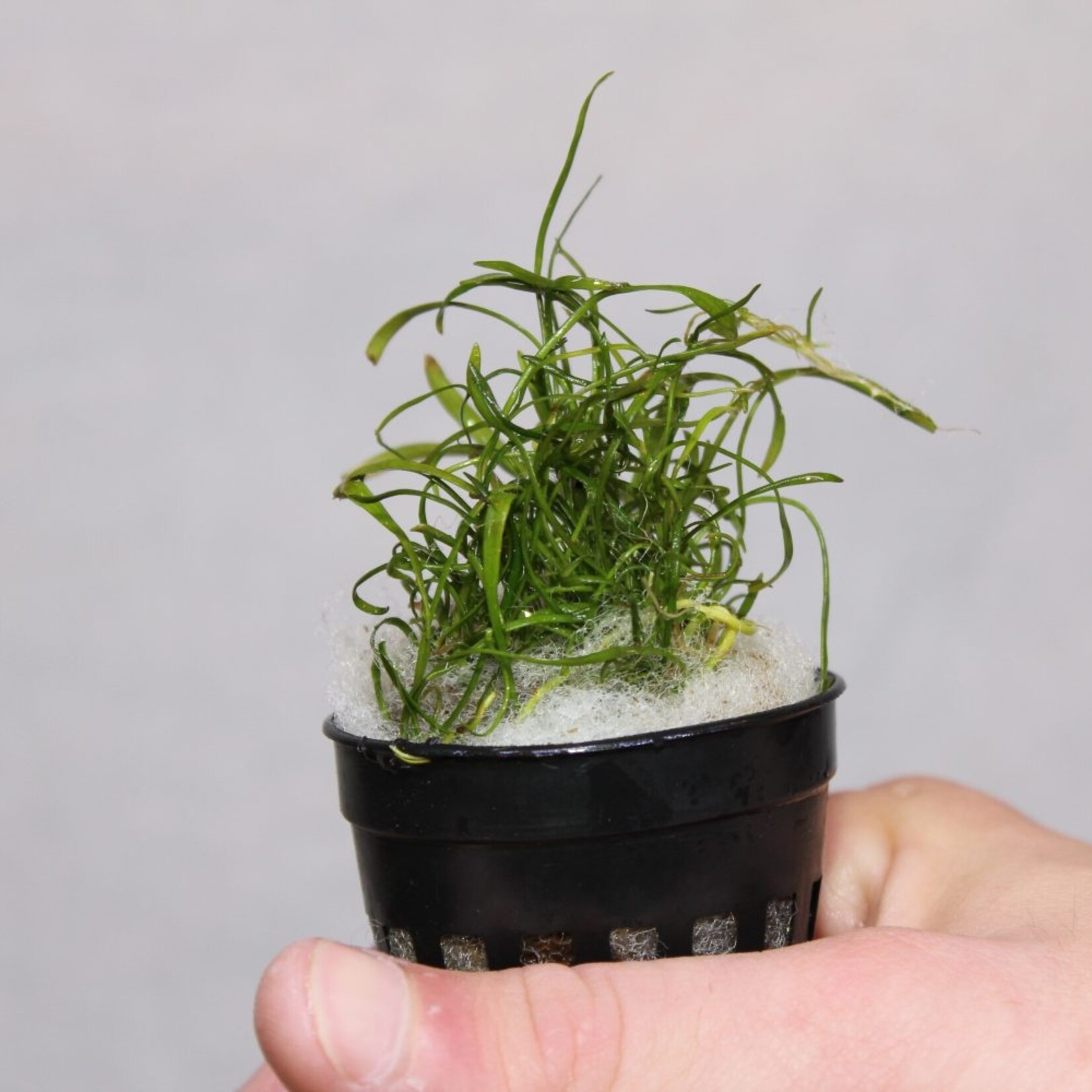 Pot planten Lilaeopsis Novae-zelandiae