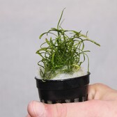 Pot planten Lilaeopsis Novae-zelandiae