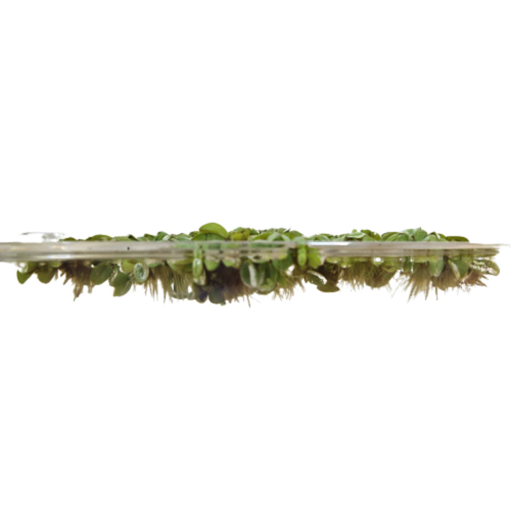 Drijfplanten Salvinia Minima