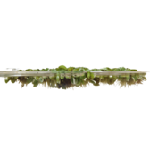 Drijfplanten Salvinia Minima