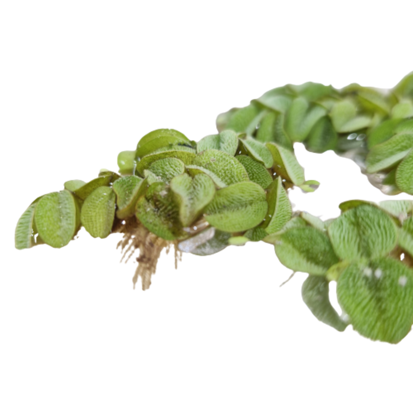 Drijfplanten Salvinia Minima