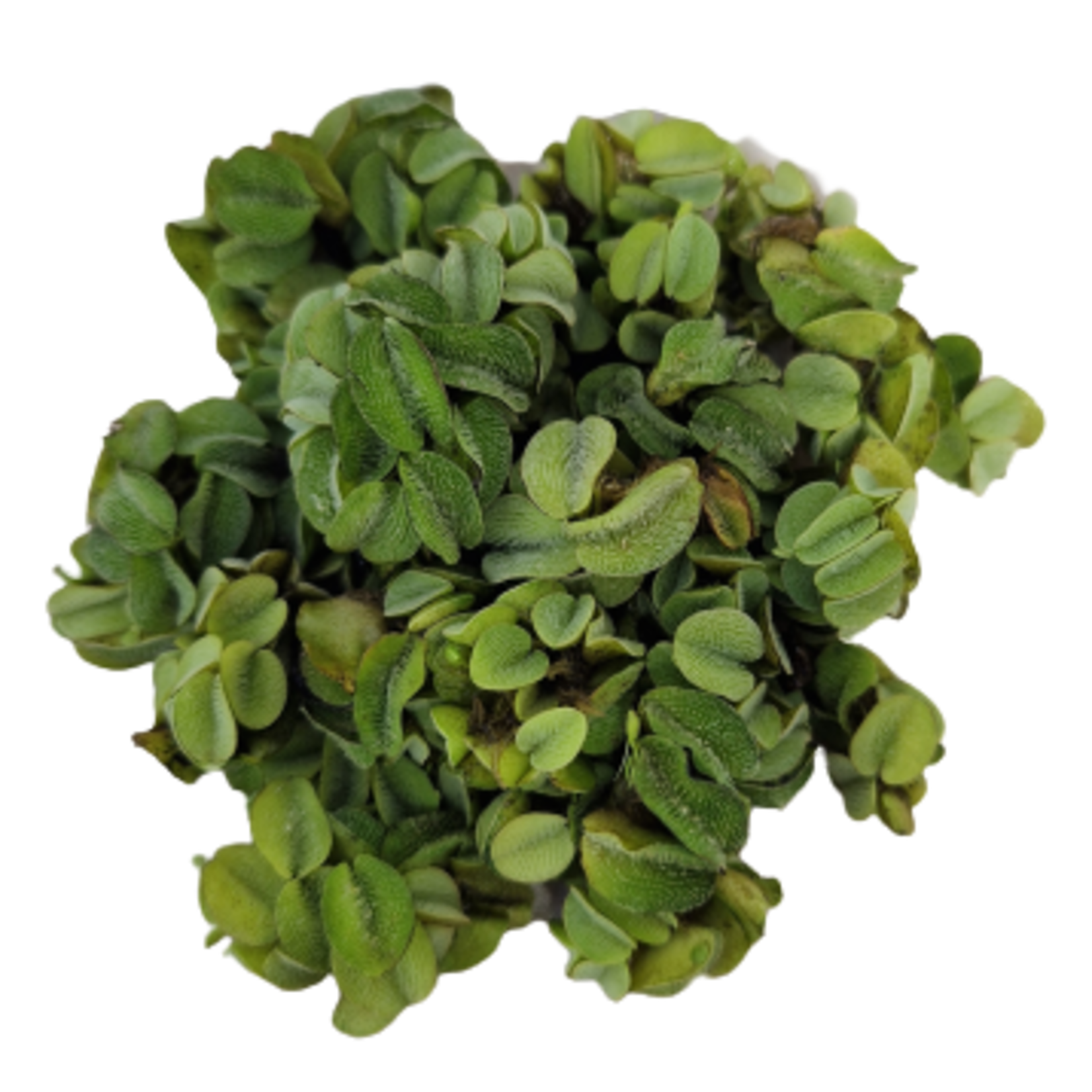 Drijfplanten Salvinia Minima