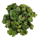 Drijfplanten Salvinia Minima