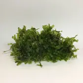 Mossen Monosolenium Pelia Mos