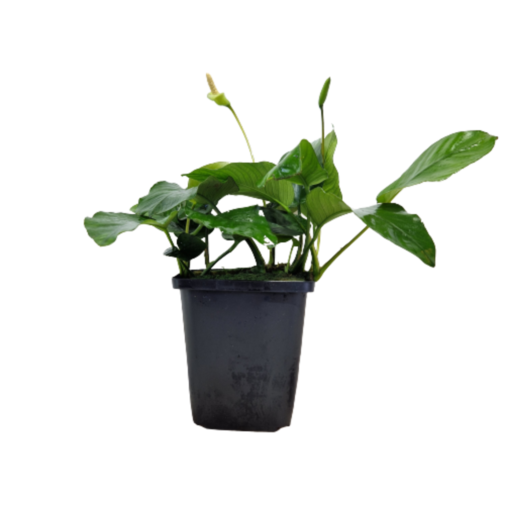 Moederplanten Anubias Nana Moederplant