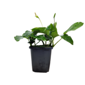 Moederplanten Anubias Nana Moederplant