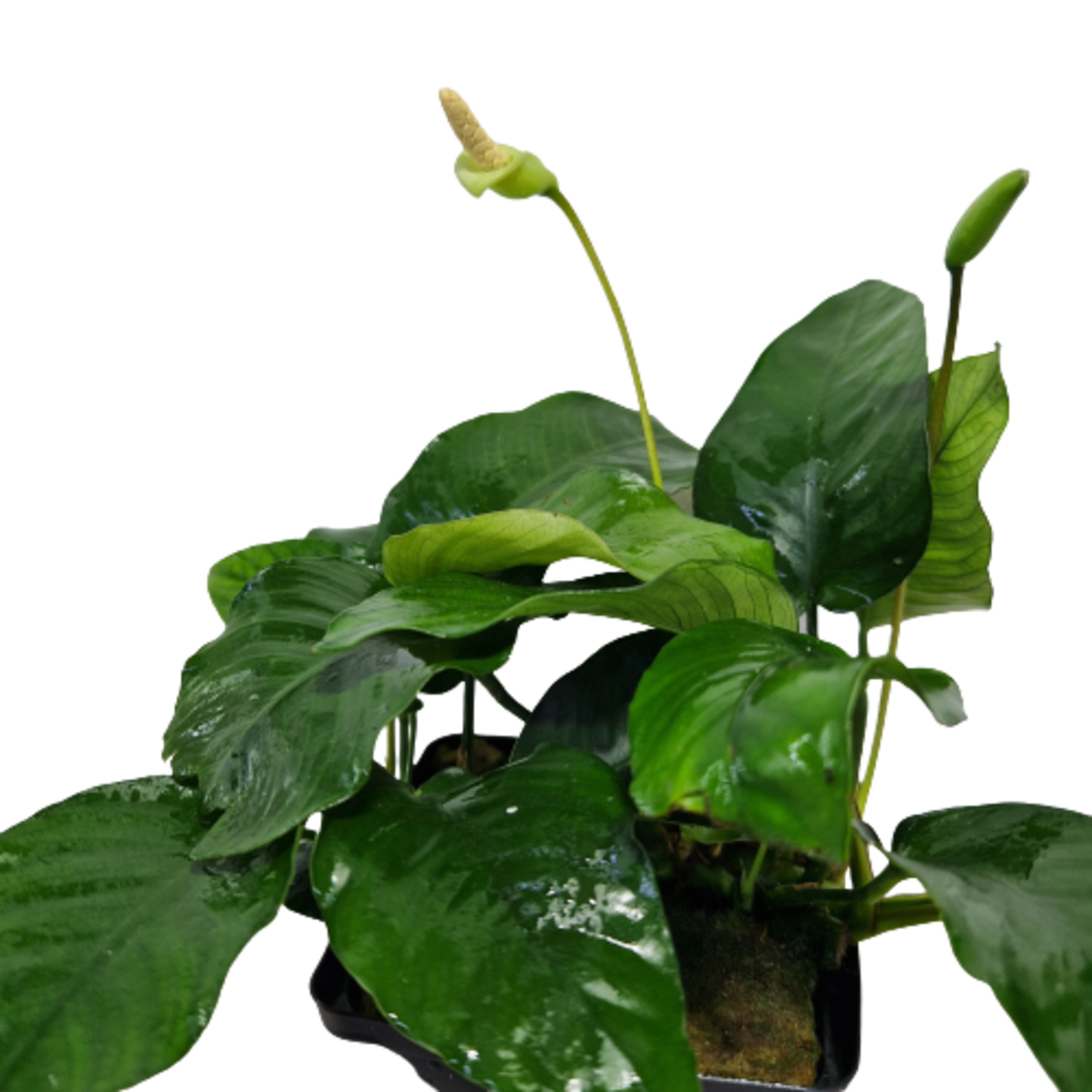 Moederplanten Anubias Nana Moederplant
