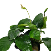 Moederplanten Anubias Nana Moederplant