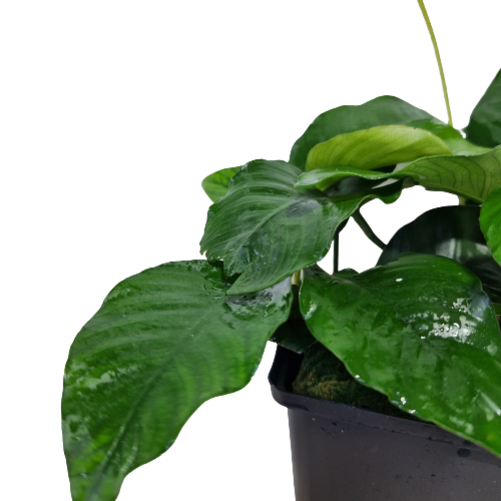Moederplanten Anubias Nana Moederplant