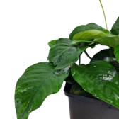 Moederplanten Anubias Nana Moederplant