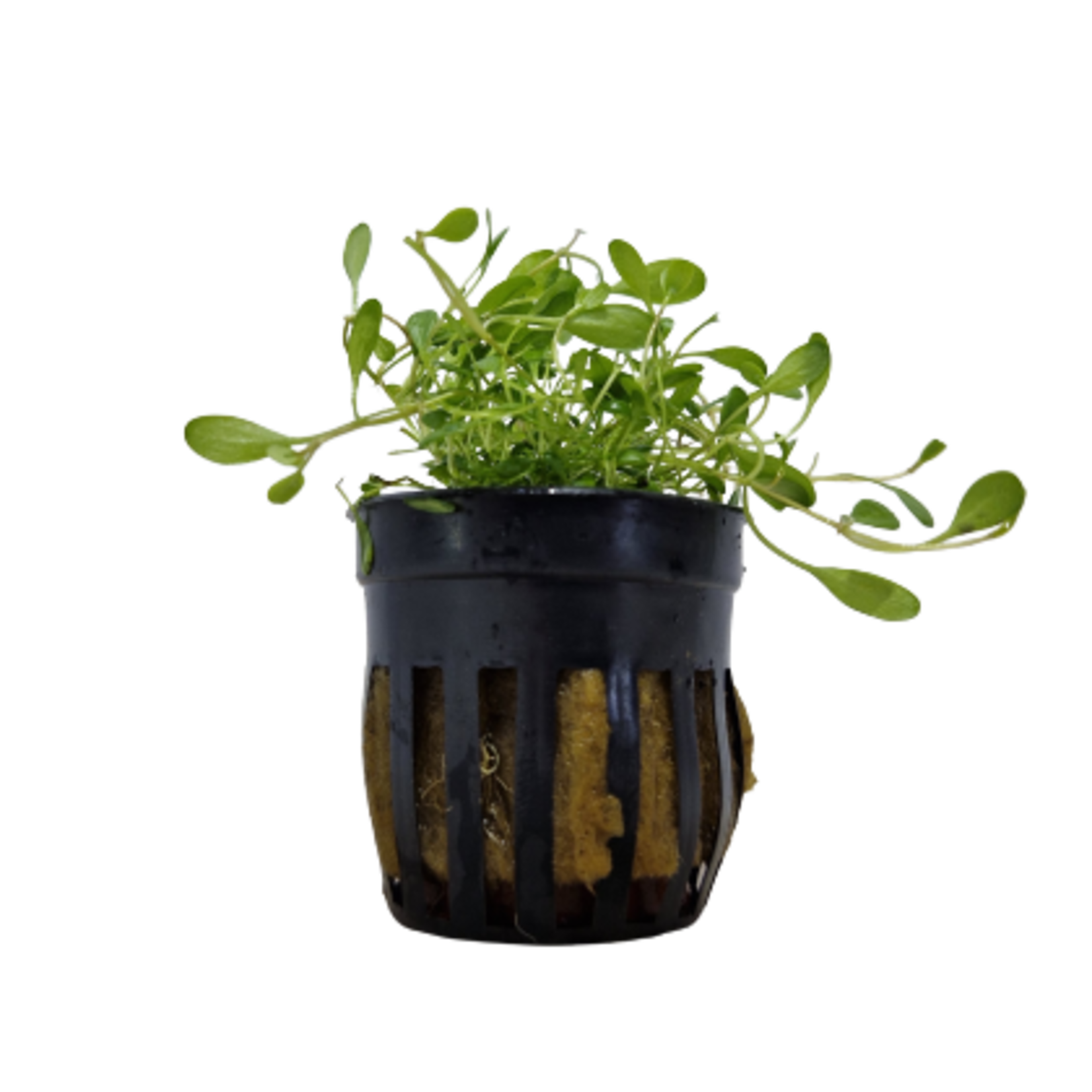 Pot planten Glossostigma Elatinoides