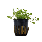 Pot planten Glossostigma Elatinoides