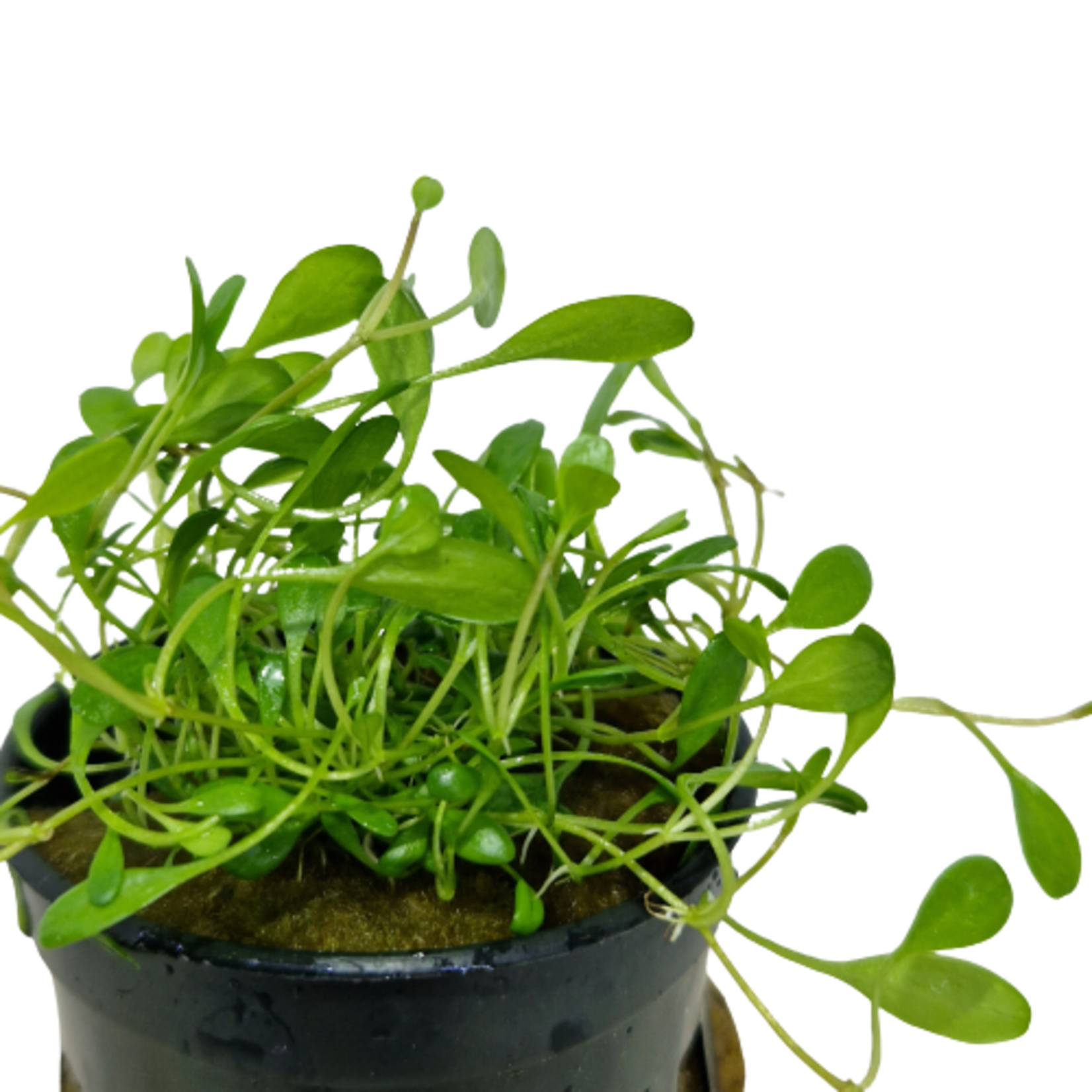 Pot planten Glossostigma Elatinoides
