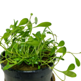 Pot planten Glossostigma Elatinoides