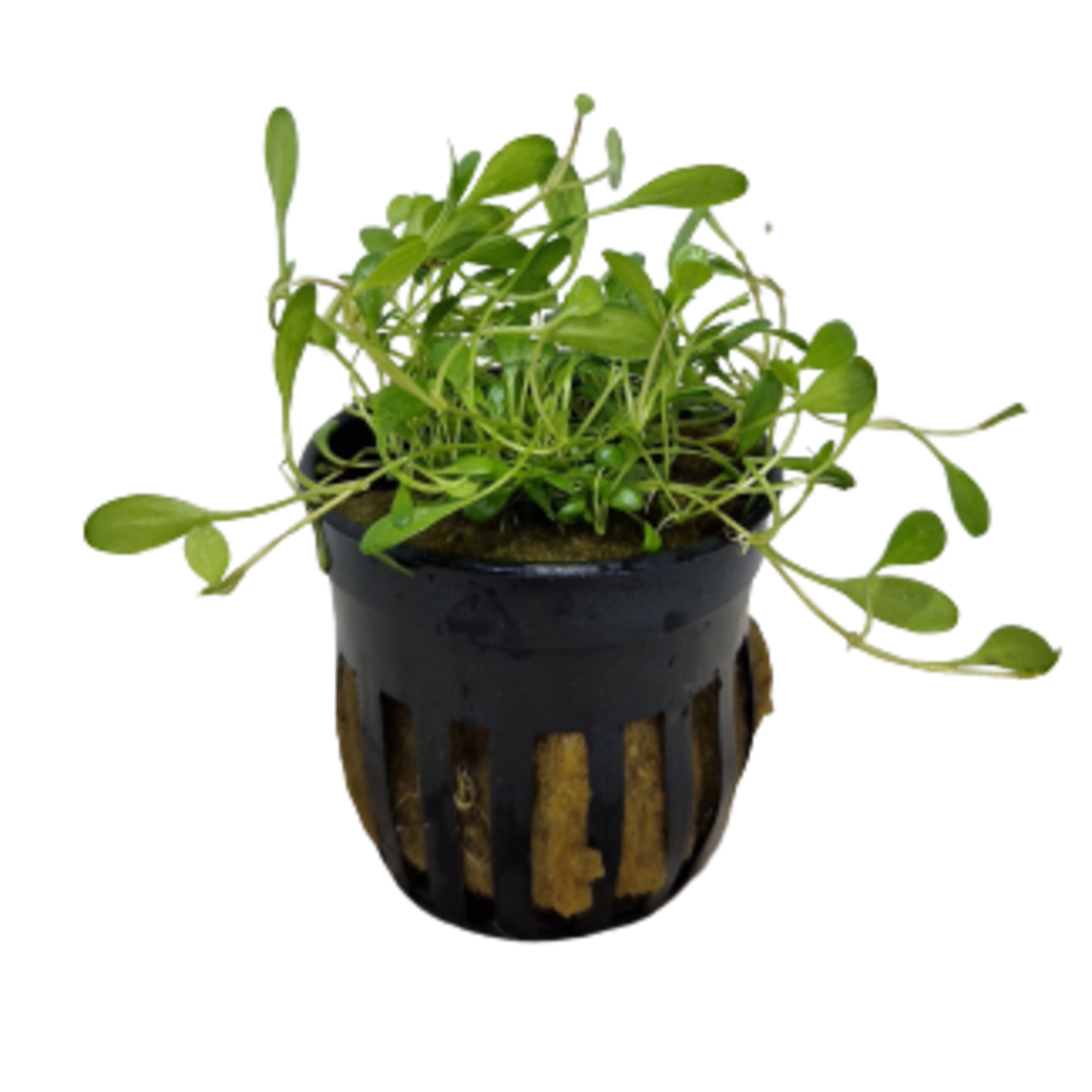 Pot planten Glossostigma Elatinoides