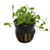 Pot planten Glossostigma Elatinoides