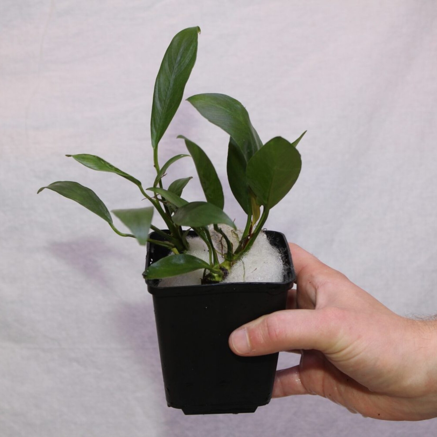 Moederplanten Anubias Congensis Moederplant