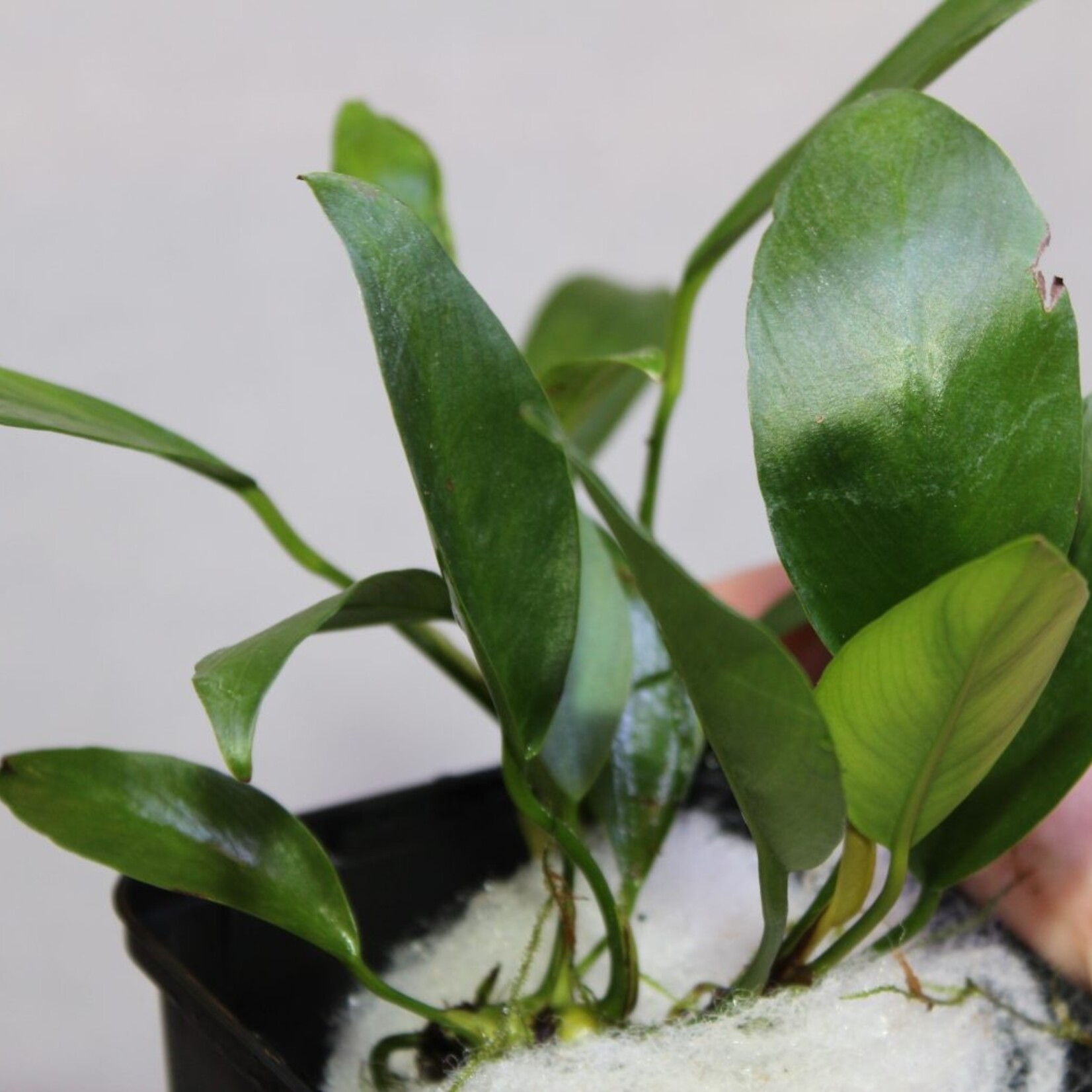 Moederplanten Anubias Congensis Moederplant