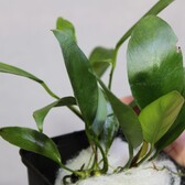 Moederplanten Anubias Congensis Moederplant