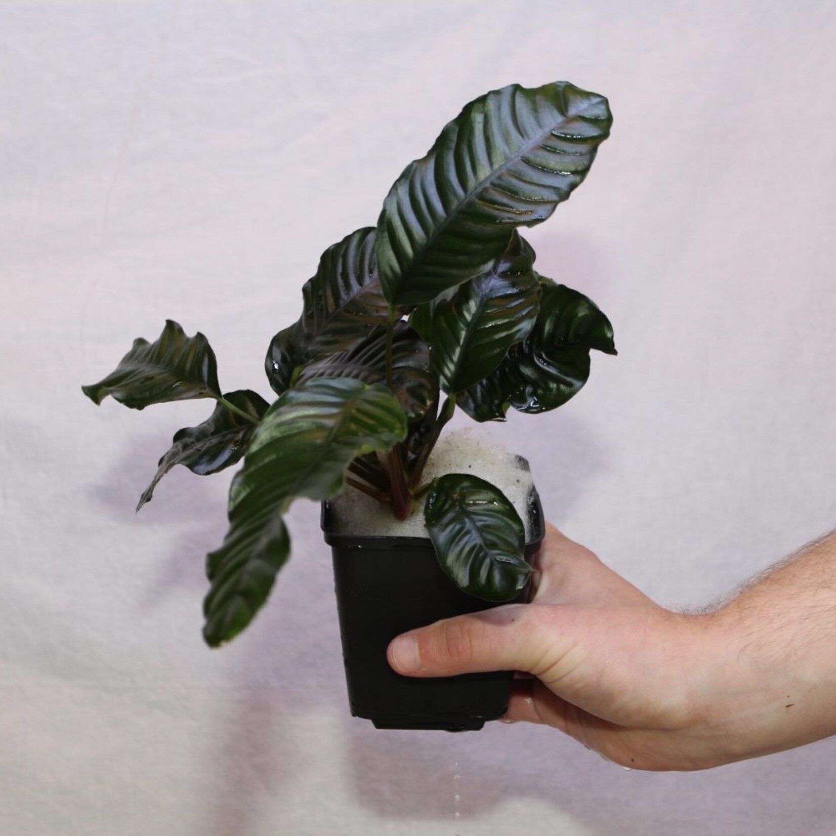 Anubias Coffeefolia Moederplant