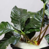 Anubias Coffeefolia Moederplant