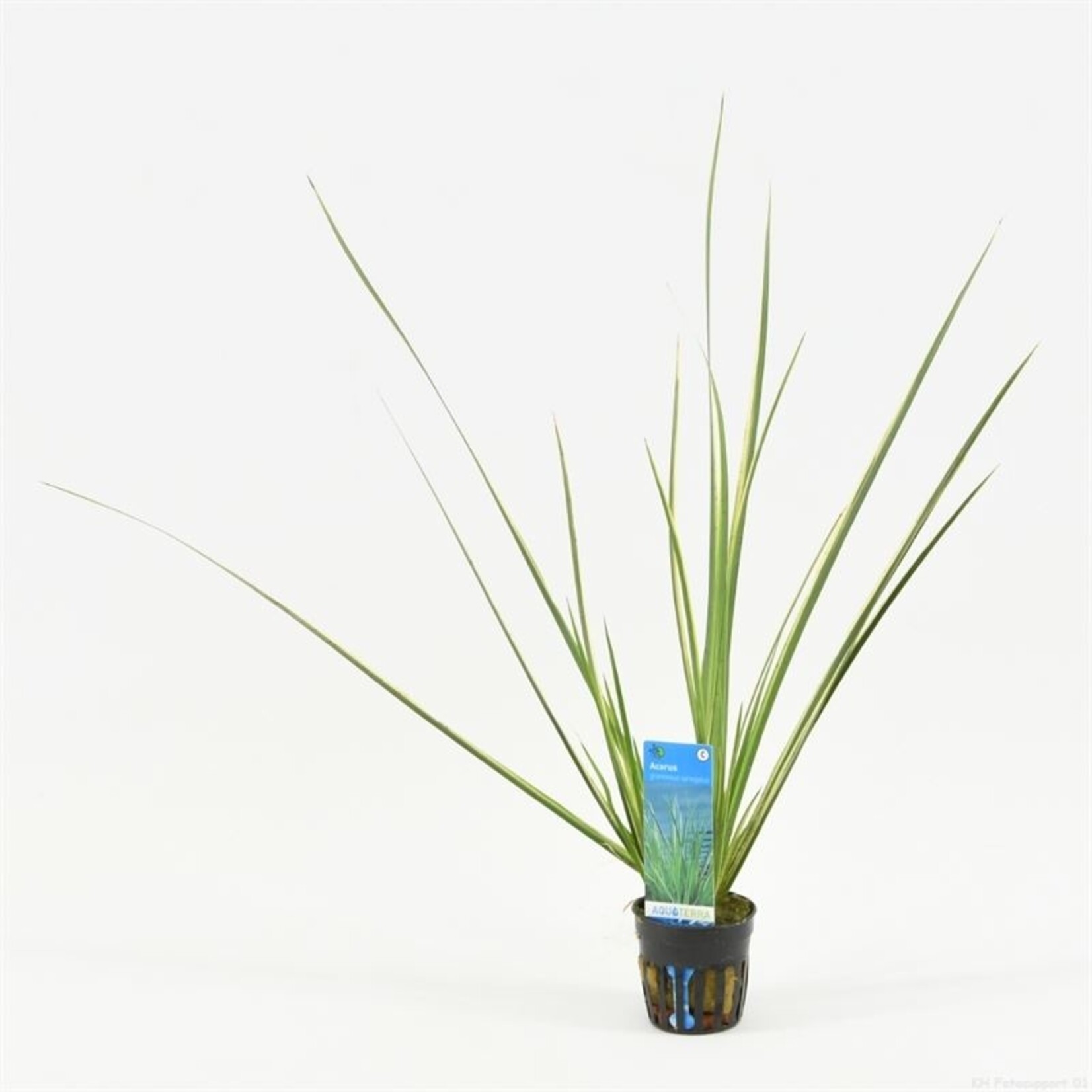 Terrarium / Paludarium planten Acorus gramineus Variegatus