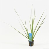 Terrarium / Paludarium planten Acorus gramineus Variegatus